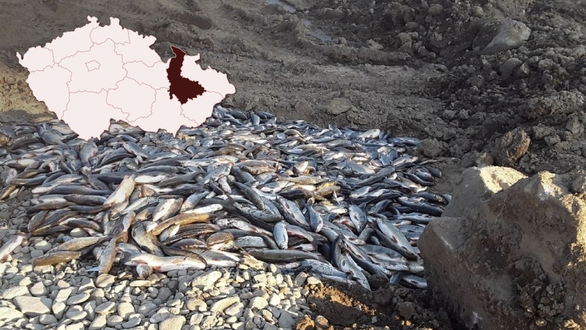 Desítky tisíc ryb v Bečvě otrávily kyanidy. Padají trestní oznámení
